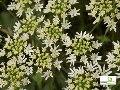 Dem Fröhlichen ist jedes Unkraut eine Blume, dem Griesgram jede Blume ein Unkraut!