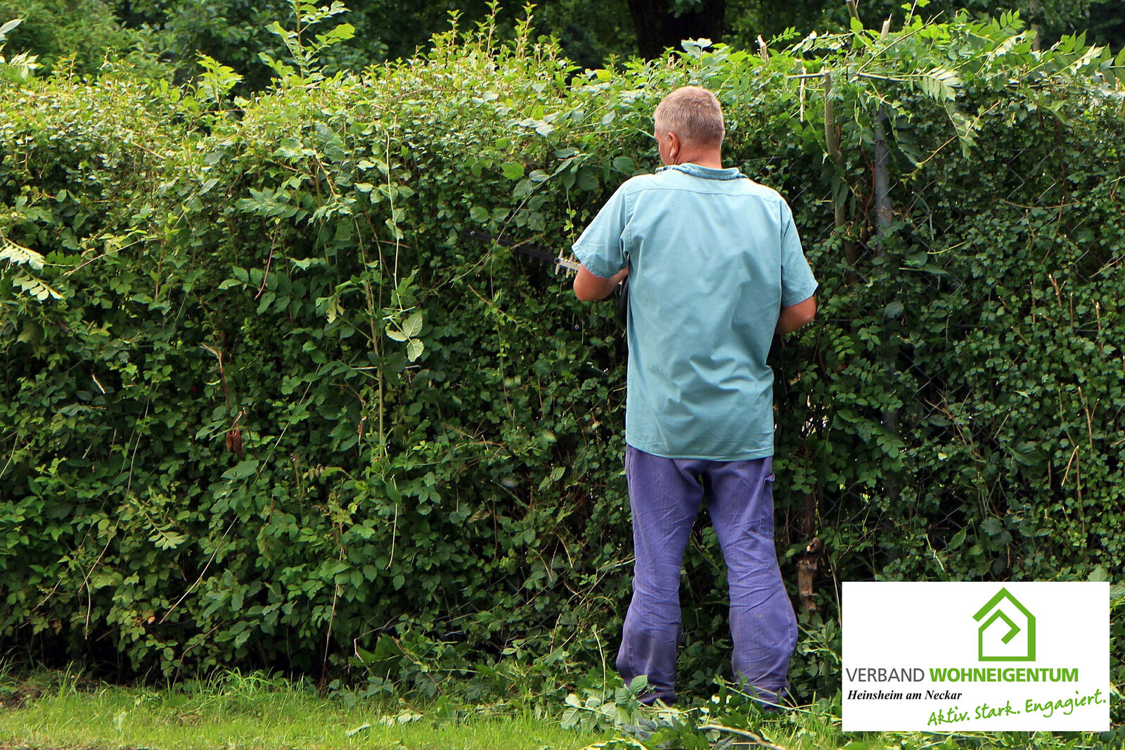 Wie hoch darf eine Hecke sein? Verband Wohneigentum e.V.