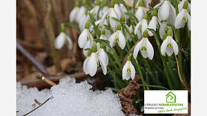 Schneeglöckchen