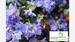 Rosmarinblüten sind bei Insekten beliebt.