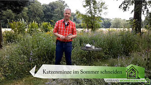 Video - Tutorial: Katzenminze im Sommer schneiden