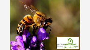 Artenschutz: Bienen füttern und gewinnen!