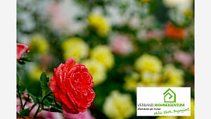 Die verblühten Blüten der öfterblühenden Rosen werden im Sommer bis zum ersten, gut entwickelten Laubblatt entfernt.