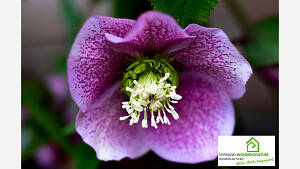 Zarte Blüte der Christrose (Helleborus niger)