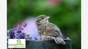 Natur in den Garten: Vogel- und Insektenschutz