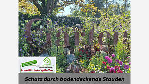Schutz durch bodendeckende Stauden