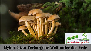 Mykorrhiza: Verborgene Welt unter der Erde