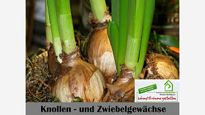 Knollen - und Zwiebelgewächse