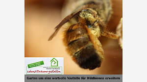 Brombeer-Ranke: Ein Zuhause für Wildbienen