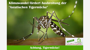 Achtung, Tigermücke!