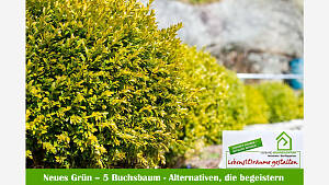 Buchsbaum im Stress