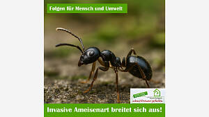 Invasive Ameisenart 