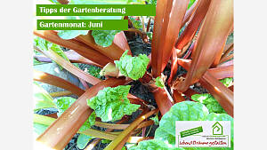 Gartenmonat: Juni