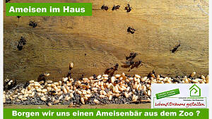 Ameisen im Haus