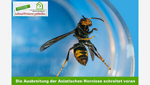 Die Ausbreitung der Asiatischen Hornisse schreitet voran