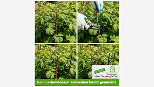 Sommerhimbeeren schneiden - einfache Schritt-für-Schritt-Anleitung