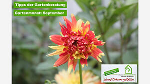 Gartenmonat: September