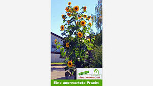 Eine unerwartete Pracht