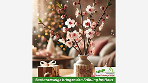 Barbarazweige bringen den Frühling ins Haus