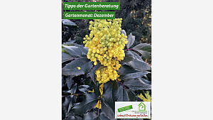 Gartenmonat: Dezember