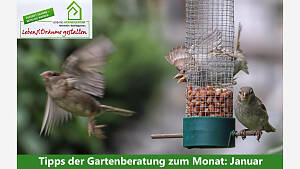 Gartenmonat: Januar