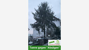 Tanne gegen 