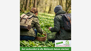 Gut vorbereitet in die Bärlauch-Saison starten