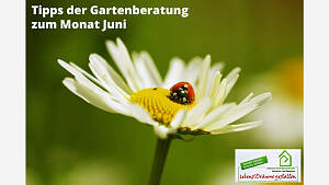 Gartenmonat: Juni