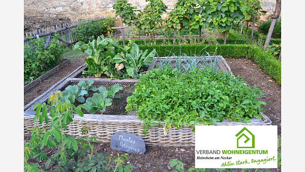 Themenbild: Eigenes Gemüse - gesund und klimafreundlich