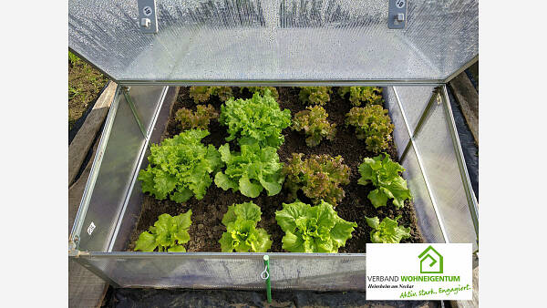 Themenbild: Garten - Podcast: Kopflos im Salatbeet