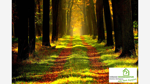 Themenbild: Terra X Podcast: Der deutsche Wald Themenbild: Terra X Podcast: Der deutsche Wald