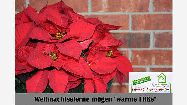 Themenbild: Weihnachtssterne