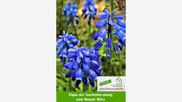 Themenbild: Gartenmonat: März