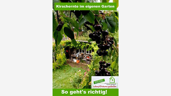 Themenbild: Kirschernte im eigenen Garten: So geht's richtig!