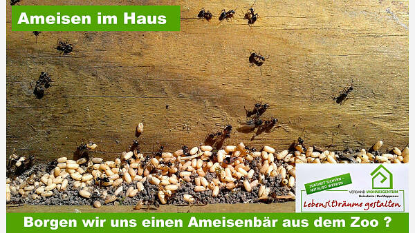Themenbild: Ameisen im Haus