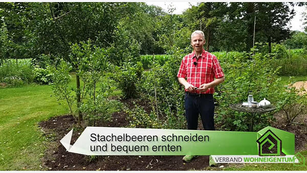 Themenbild: Stachelbeeren leichter ernten - mit dem richtigen Schnitt! Themenbild: Stachelbeeren leichter ernten - mit dem richtigen Schnitt!