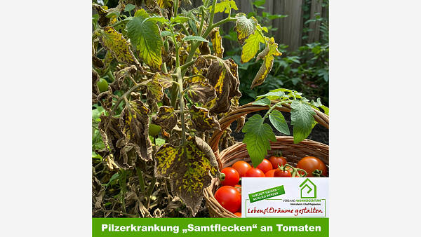 Themenbild: Pilzerkrankung "Samtflecken" an Tomaten