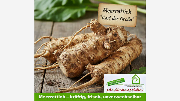 Themenbild: Meerrettich - kräftig, frisch, unverwechselbar Themenbild: Meerrettich - kräftig, frisch, unverwechselbar