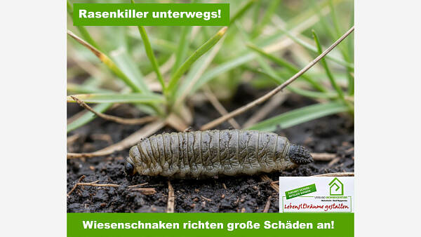 Themenbild: Rasenkiller unterwegs: Wiesenschnaken richten große Schäden an!