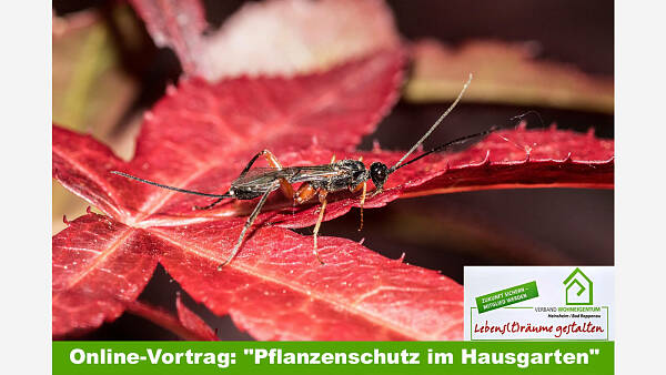Themenbild: Online-Vortrag: "Pflanzenschutz im Hausgarten" Themenbild: Online-Vortrag: "Pflanzenschutz im Hausgarten"