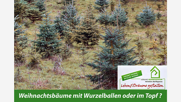 Themenbild: Sind Weihnachtsbäume mit Wurzelballen oder im Topf die bessere Wahl?