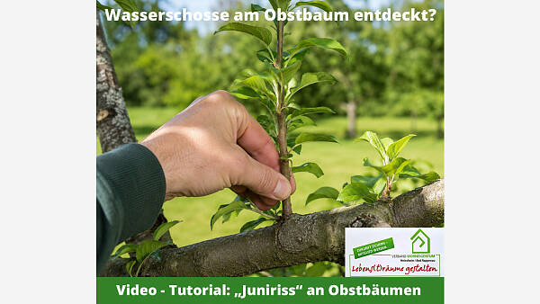 Themenbild: Wasserschosse am Obstbaum entdeckt?