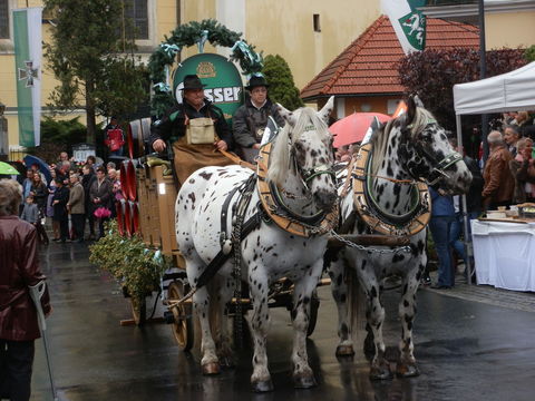 Schöne Pferde