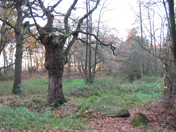 Fehmeeiche in der Brandheide