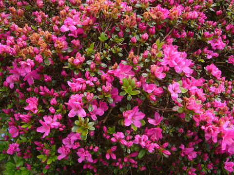 In voller Blüte
