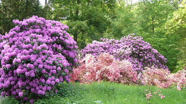 Themenbild: Rhododendren Themenbild: Rhododendren