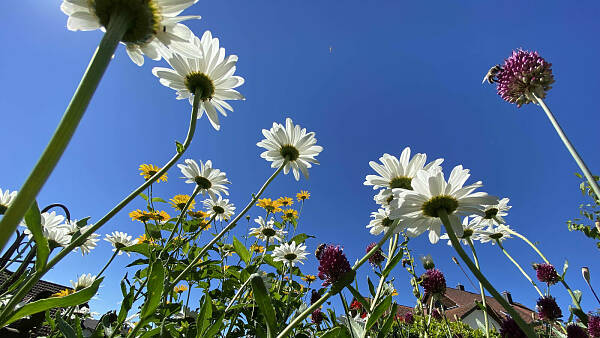 Themenbild: Sommer Themenbild: Sommer