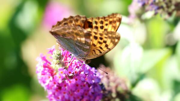 Themenbild: Kaisermantel