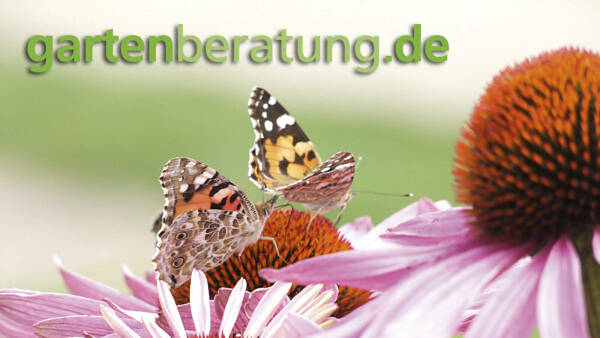 Themenbild: Gartenberatung