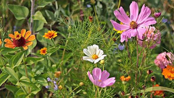 Themenbild: Wildblumenwiese